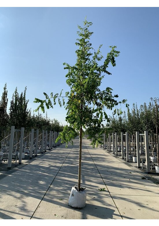 Scheinakazie - Gewöhnliche Robinie | Robinia pseudoacacia