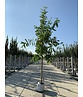 Scheinakazie - Gewöhnliche Robinie | Robinia pseudoacacia
