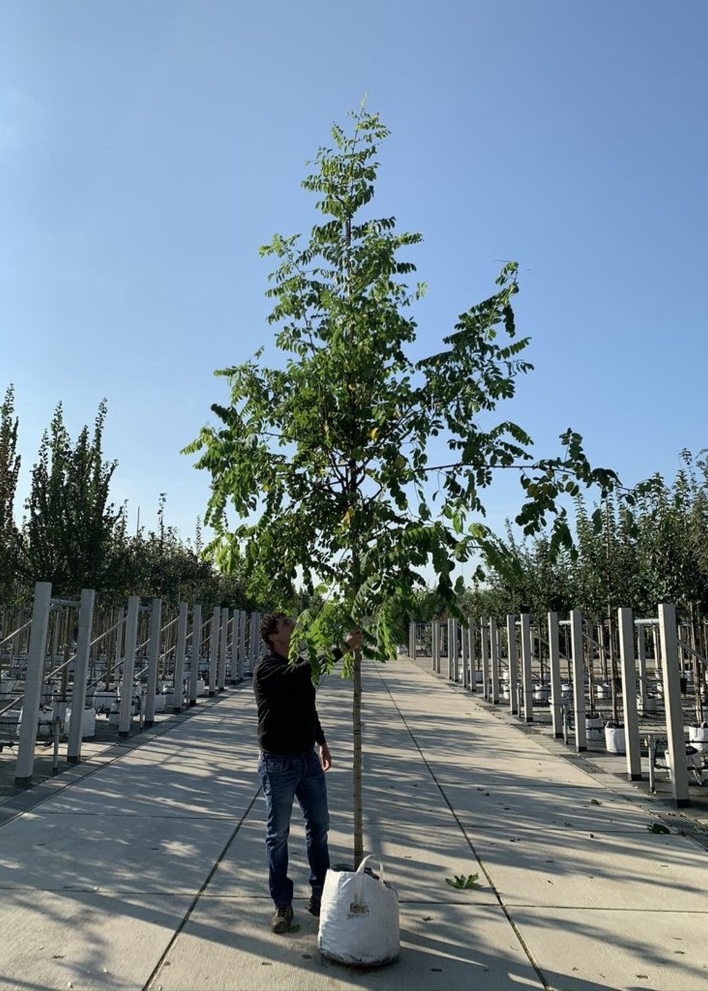 Scheinakazie | Robinia pseudoacacia Scheinakazie | Robinia pseudoacacia