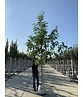 Scheinakazie - Gewöhnliche Robinie | Robinia pseudoacacia