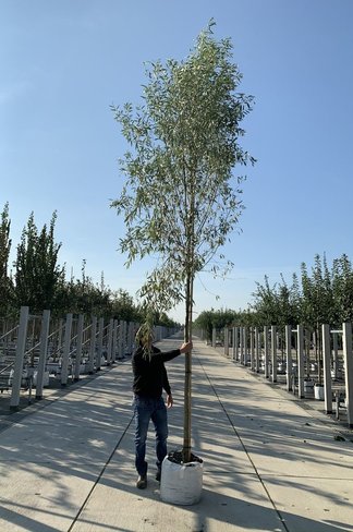 Silber-Weide - Weiß-Weide | Salix alba