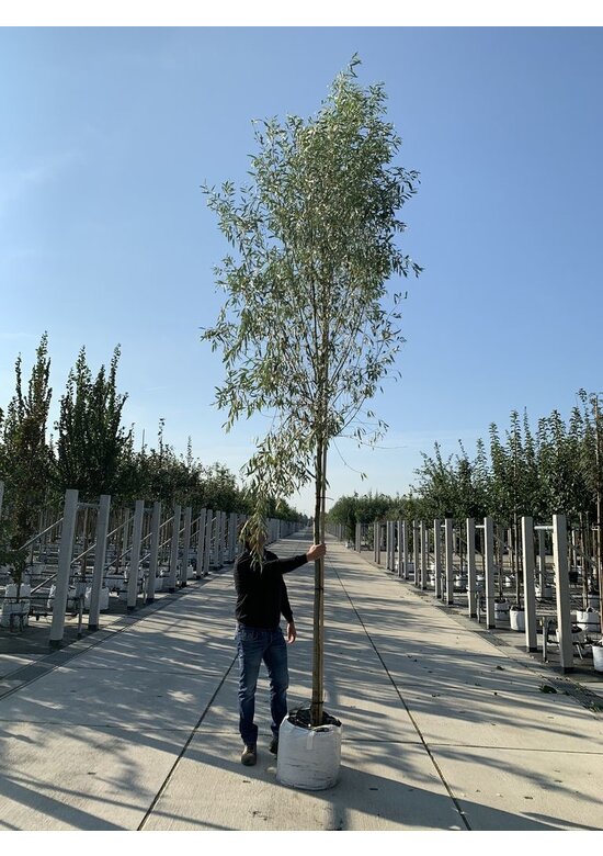 Silber-Weide - Weiß-Weide | Salix alba