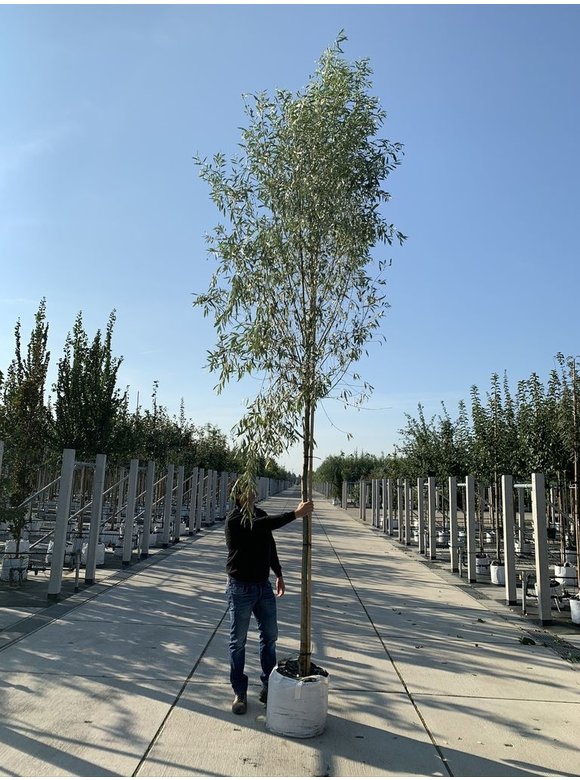 Silber-Weide - Weiß-Weide | Salix alba Silber-Weide - Weiß-Weide | Salix alba