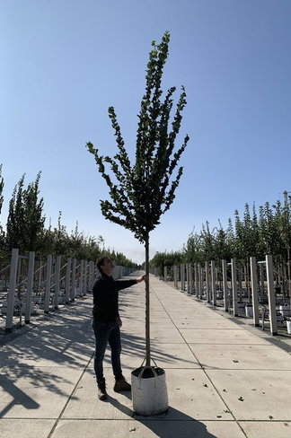 Säulenförmige Ulme 'Columella' | Ulmus 'Columella' Säulenförmige Ulme 'Columella' | Ulmus 'Columella'