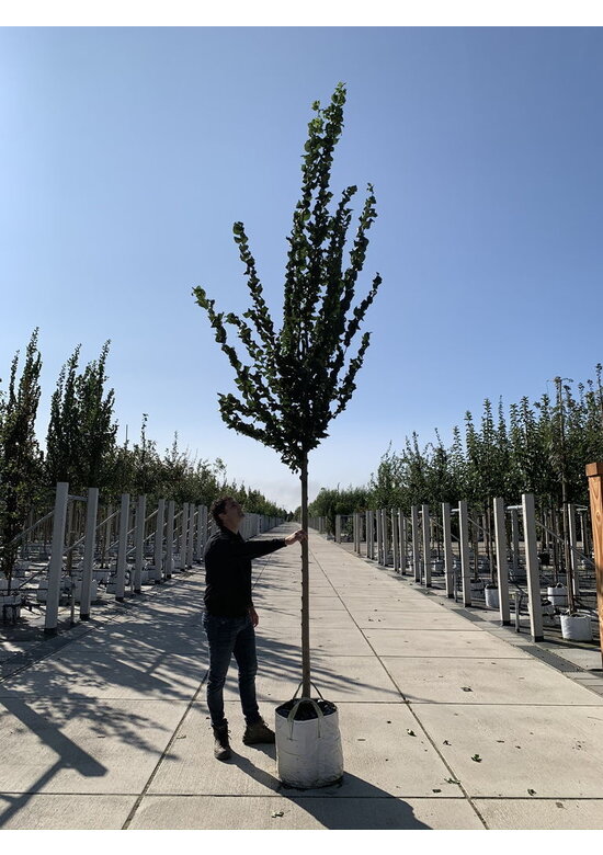 Säulenförmige Ulme 'Columella' | Ulmus 'Columella' Säulenförmige Ulme 'Columella' | Ulmus 'Columella'