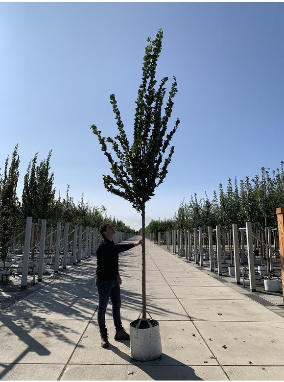 Säulenförmige Ulme 'Columella' | Ulmus 'Columella' Säulenförmige Ulme 'Columella' | Ulmus 'Columella'