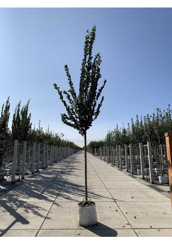 Säulenförmige Ulme 'Columella' | Ulmus 'Columella'