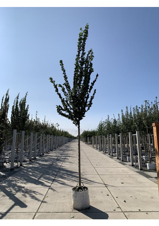 Säulenförmige Ulme 'Columella' | Ulmus 'Columella' Säulenförmige Ulme 'Columella' | Ulmus 'Columella'