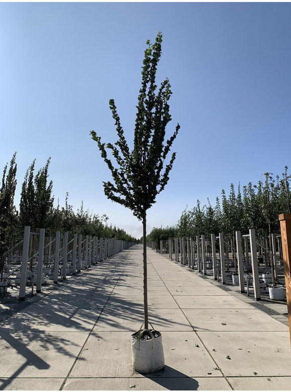 Säulenförmige Ulme 'Columella' | Ulmus 'Columella' Säulenförmige Ulme 'Columella' | Ulmus 'Columella'