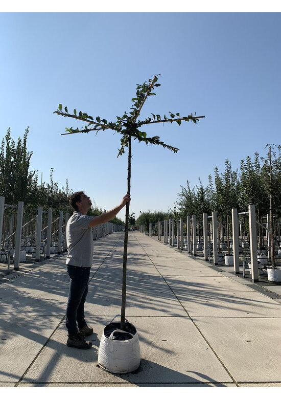 Hainbuche - Dachbaum | Carpinus Betulus