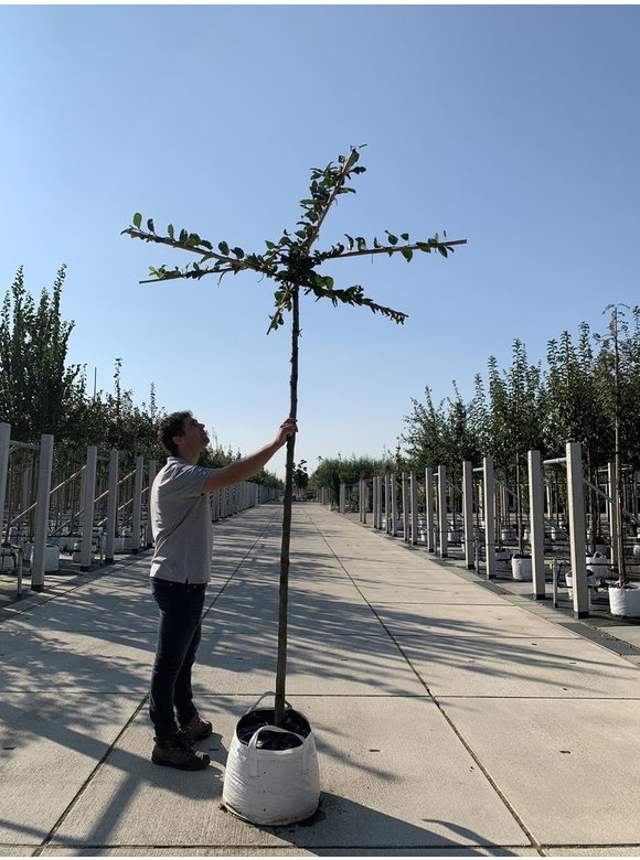 Hainbuche - Dachbaum | Carpinus Betulus Hainbuche - Dachbaum | Carpinus Betulus