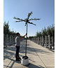 Hainbuche - Dachbaum | Carpinus Betulus Hainbuche - Dachbaum | Carpinus Betulus