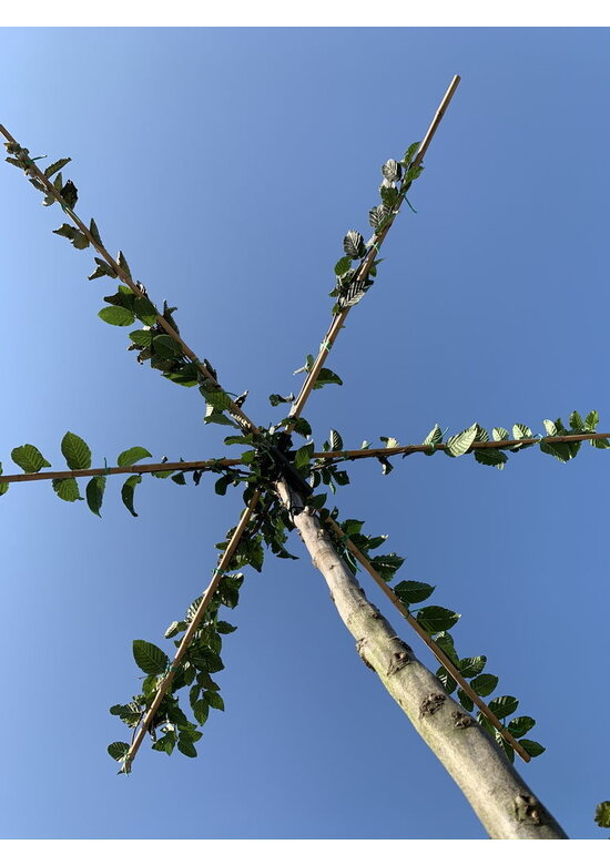Hainbuche - Dachbaum | Carpinus Betulus