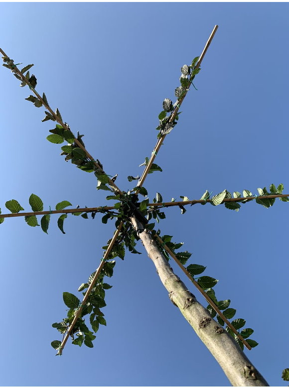 Hainbuche - Dachbaum | Carpinus Betulus Hainbuche - Dachbaum | Carpinus Betulus