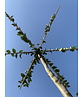 Hainbuche - Dachbaum | Carpinus Betulus Hainbuche - Dachbaum | Carpinus Betulus