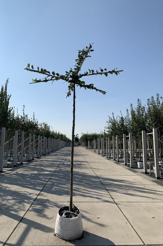 Hainbuche - Dachbaum | Carpinus Betulus