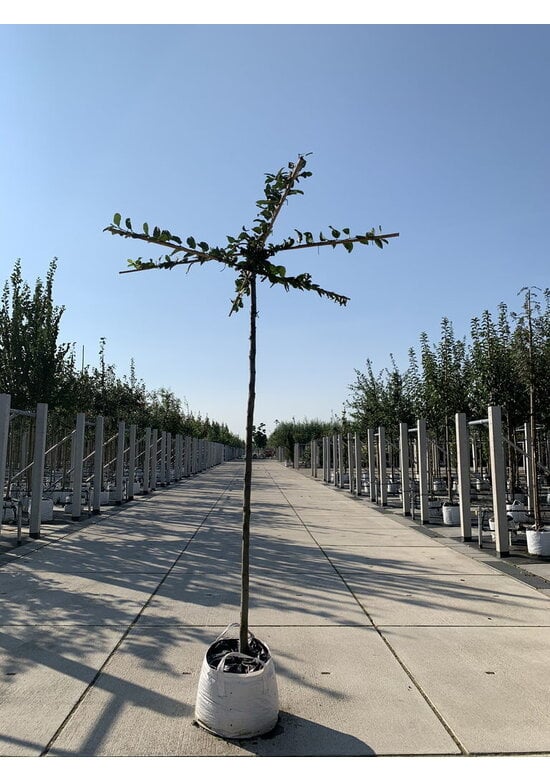 Hainbuche - Dachbaum | Carpinus Betulus