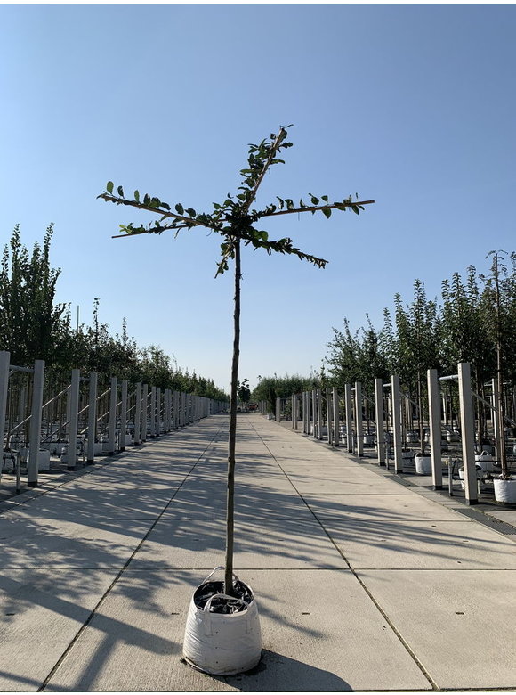 Hainbuche - Dachbaum | Carpinus Betulus Hainbuche - Dachbaum | Carpinus Betulus