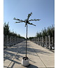 Hainbuche - Dachbaum | Carpinus Betulus Hainbuche - Dachbaum | Carpinus Betulus