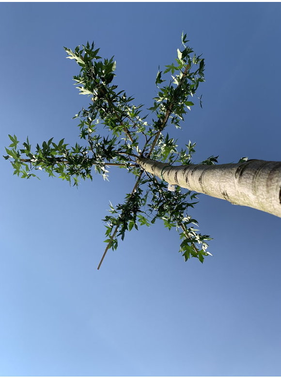 Dachamberbaum | Liquidambar styraciflua 'Worplesdon' Dachamberbaum | Liquidambar styraciflua 'Worplesdon'