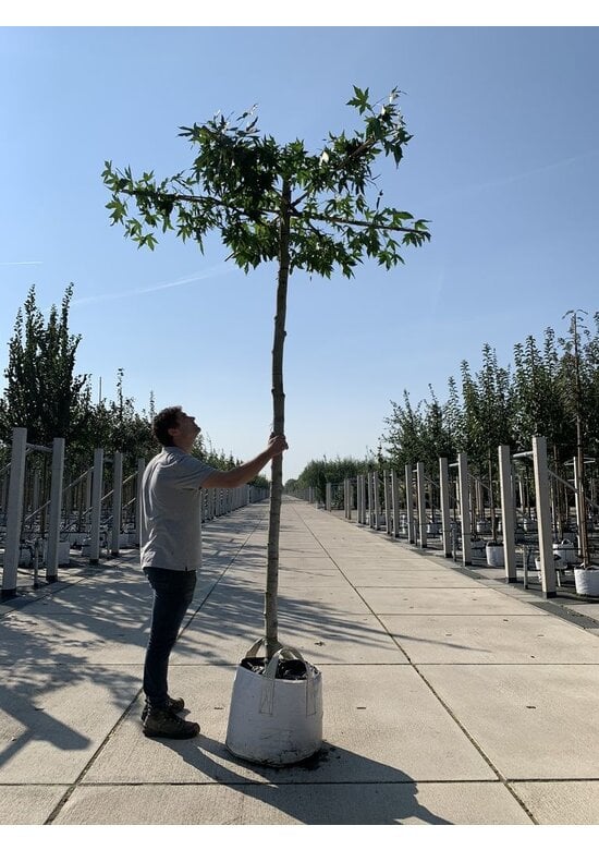 Amberbaum Dachform | Liquidambar styraciflua 'Worplesdon'