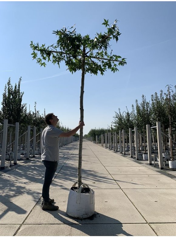 Dachamberbaum | Liquidambar styraciflua 'Worplesdon' Dachamberbaum | Liquidambar styraciflua 'Worplesdon'