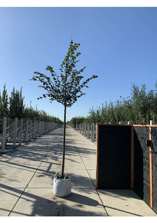 Winter-Linde 'Rancho' | Tilia cordata 'Rancho'