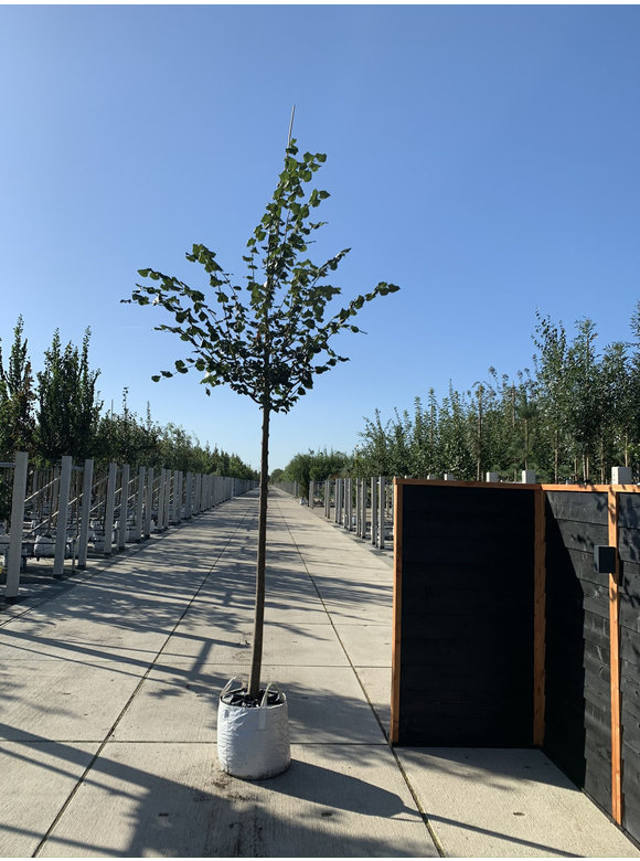 Winter-Linde 'Rancho' | Tilia cordata 'Rancho' Winter-Linde 'Rancho' | Tilia cordata 'Rancho'