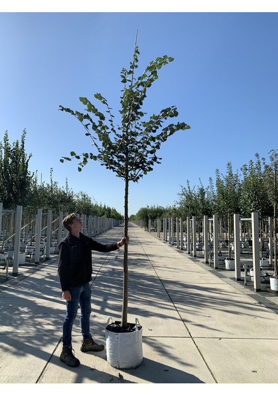 Winter-Linde 'Rancho' | Tilia cordata 'Rancho'