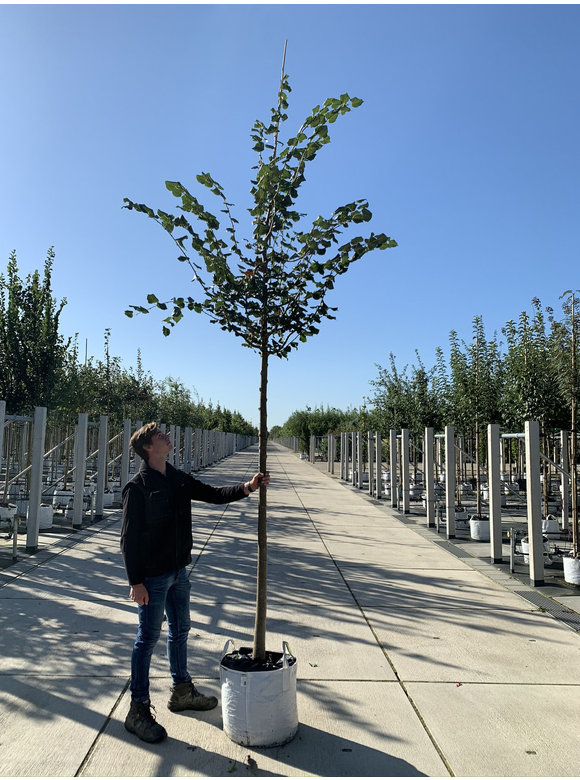 Winter-Linde 'Rancho' | Tilia cordata 'Rancho' Winter-Linde 'Rancho' | Tilia cordata 'Rancho'