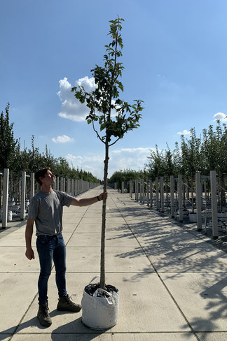 Elsbeere | Sorbus torminalis