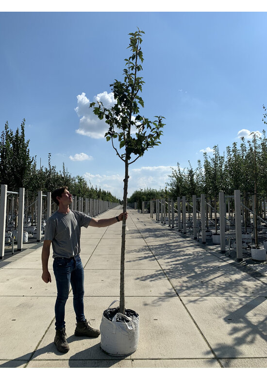 Elsbeere | Sorbus torminalis