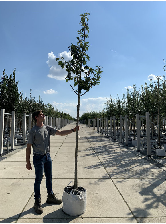 Elsbeere | Sorbus torminalis Elsbeere | Sorbus torminalis