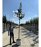 Elsbeere | Sorbus torminalis Elsbeere | Sorbus torminalis