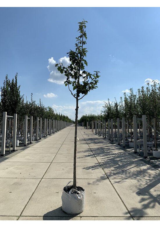 Elsbeere | Sorbus torminalis Elsbeere | Sorbus torminalis