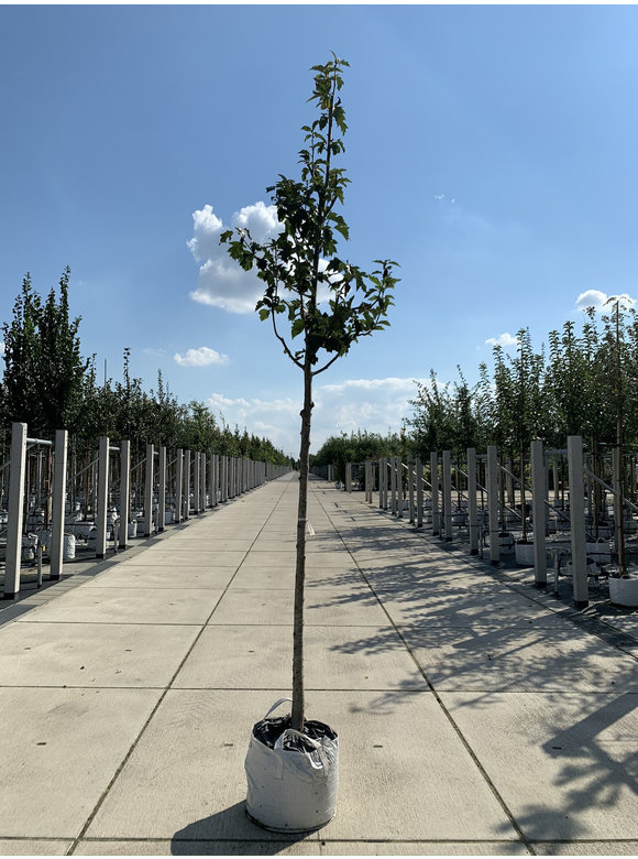 Elsbeere | Sorbus torminalis Elsbeere | Sorbus torminalis