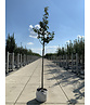 Elsbeere | Sorbus torminalis Elsbeere | Sorbus torminalis