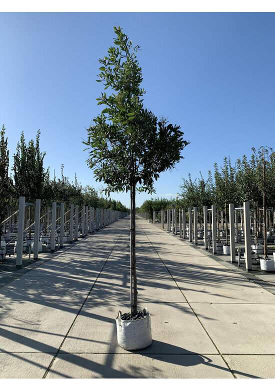 Halbimmergrüne Eiche 'Pseudoturneri' | Quercus turneri Pseudoturneri