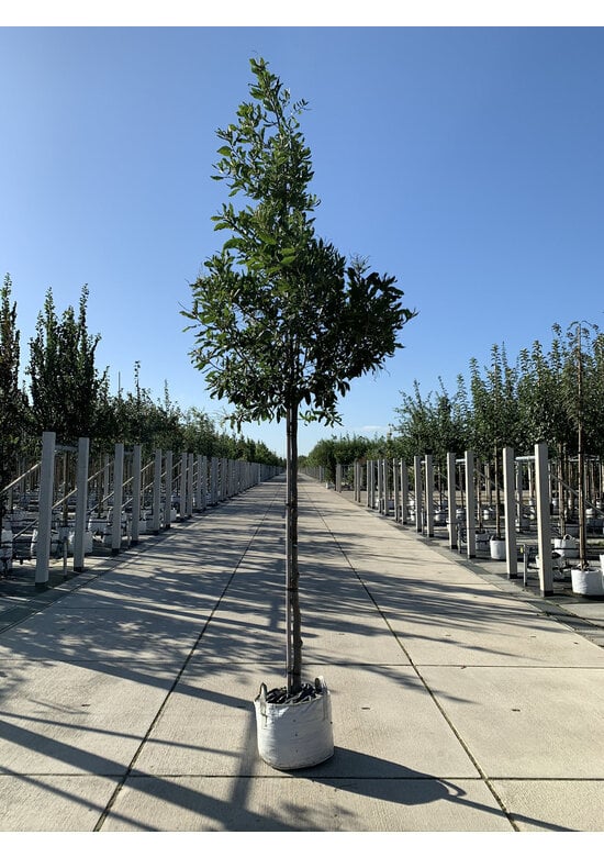 Halbimmergrüne Eiche 'Pseudoturneri' | Quercus turneri Pseudoturneri