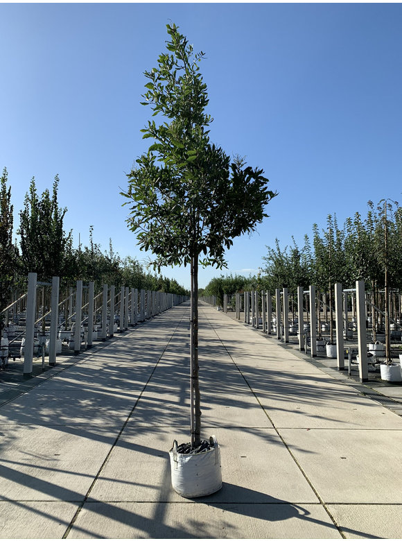 Halbimmergrüne Eiche 'Pseudoturneri' | Quercus turneri Pseudoturneri Halbimmergrüne Eiche 'Pseudoturneri' | Quercus turneri Pseudoturneri