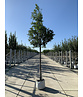 Halbimmergrüne Eiche 'Pseudoturneri' | Quercus turneri Pseudoturneri