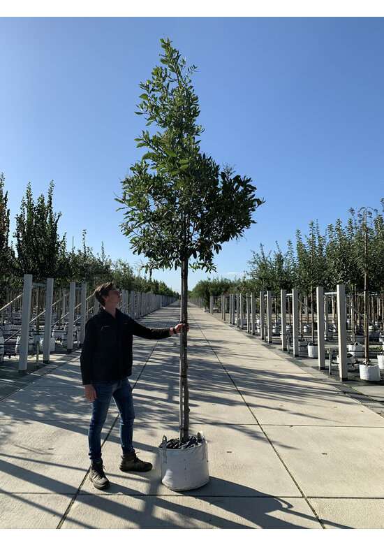 Halbimmergrüne Eiche 'Pseudoturneri' | Quercus turneri Pseudoturneri