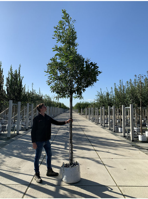 Halbimmergrüne Eiche 'Pseudoturneri' | Quercus turneri Pseudoturneri Halbimmergrüne Eiche 'Pseudoturneri' | Quercus turneri Pseudoturneri
