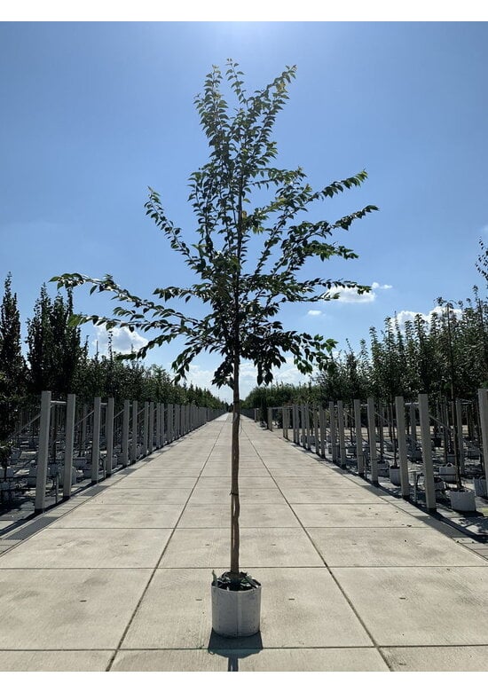 Rosa Winterkirsche 'Autumnalis Rosea' | Prunus subhirtella 'Autumnalis Rosea'