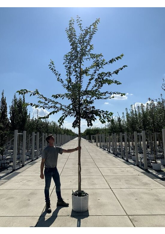 Rosa Winterkirsche  | Prunus subhirtella 'Autumnalis Rosea'