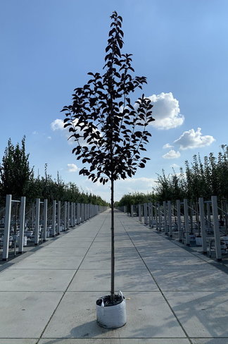 Virginische Traubenkirsche 'Shubert' | Prunus virginiana 'Shubert'