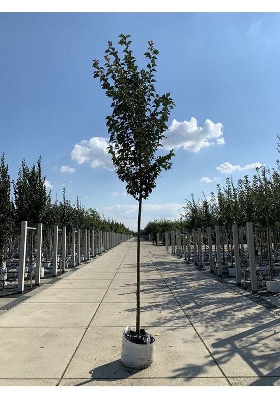 Säulenkirsche - Schlanke Blütenkirsche 'Spire' | Prunus hillieri 'Spire'