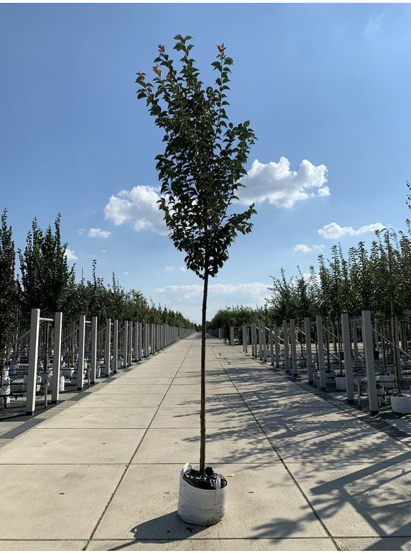 Säulenkirsche - Schlanke Blütenkirsche 'Spire' | Prunus hillieri 'Spire' Säulenkirsche - Schlanke Blütenkirsche 'Spire' | Prunus hillieri 'Spire'
