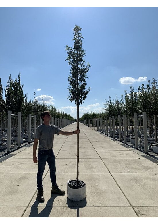 Portugiesischer Kirschlorbeer hochstamm | Prunus lusitanica