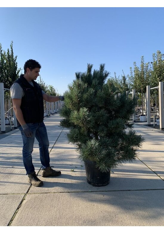 Silberkiefer 'Watereri' | Pinus sylvestris 'Watereri'